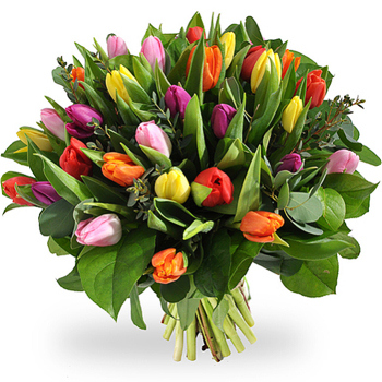 tulpen bloemen kleurrijke tulpen geschenkbezorgen nl tulpen bloemen kleurrijke tulpen geschenkbezorgen nl